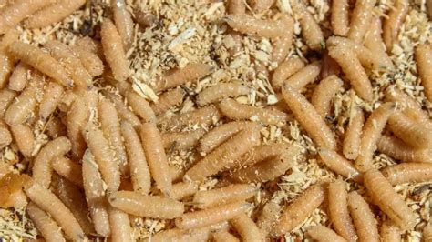 Top Reasons Why You Have Maggots in Your House - Pest Pit