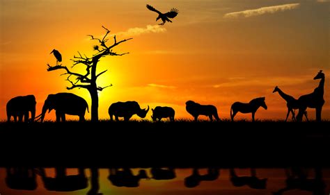 From Sunrise to Sunset - 12 Diurnal Animals And What This Means - Animal Corner