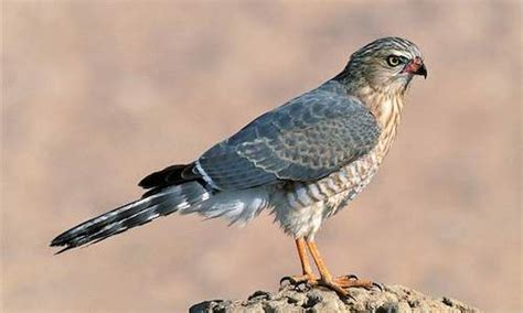 Kruger Park Birding Guide - Best Birding in South Africa