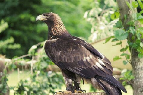 Golden Eagle Wingspan: How Big It Is & How It Compares to Other Birds - Optics Mag