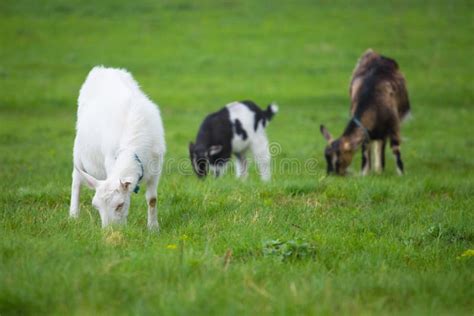 Three Goats Standing and Eating Green Grass at Rural Meadow Stock Image - Image of funny, eating ...