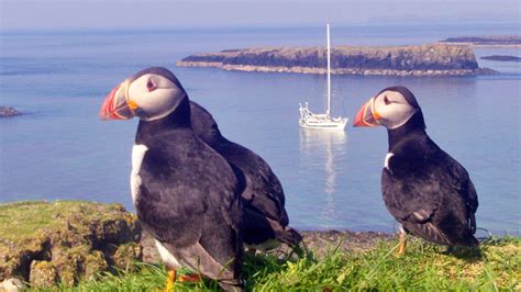 The Best Places to See Puffins in Scotland - Venturesail Holidays