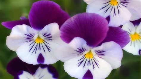 Purple And White Flowers Names And Pictures : Purple And White Flowers Names And Pictures / 120 ...