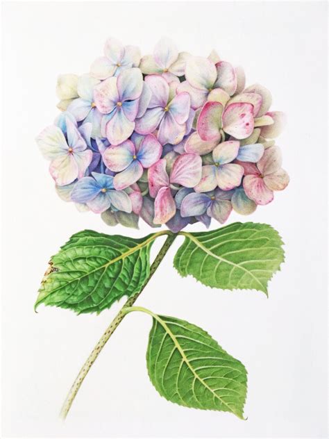 "Hydrangea 1" Fine Art Print — Botanicals by Karen Kluglein | Flower ...