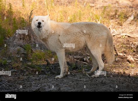 Arctic wolf howling Stock Photo - Alamy