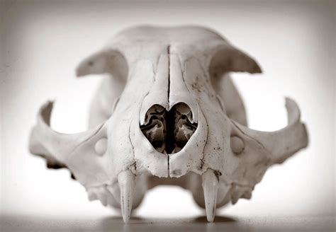 Preserve Your Own Animal Skull : 11 Steps (with Pictures) - Instructables