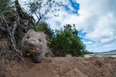 Young Wombat Emerging From Burrow | 可愛い 動物, 動物, 可愛い