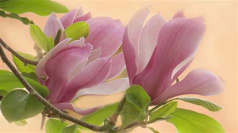 Magnolia Trees Leafed Macro Branch Flower HD Flowers Wallpapers | HD ...