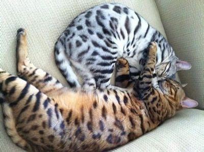 Bengal Weight Loss - Bengal Cat Care