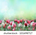 Bright Tulips Free Stock Photo - Public Domain Pictures