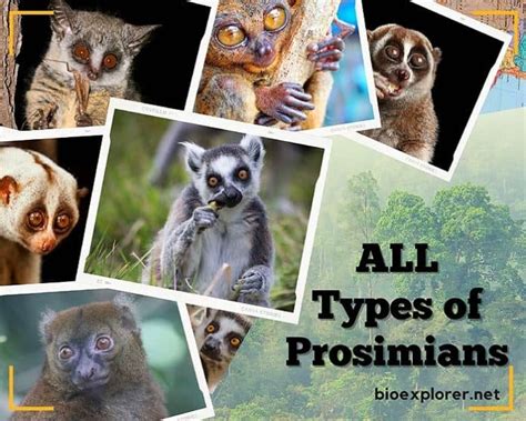 Prosimians | Types of Prosimians | Lemurs | Tarsiers | Lorises