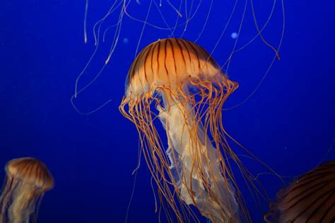 Free Images : sea, ocean, underwater, tranquil, jellyfish, blue ...