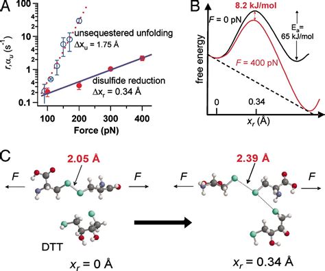 Force-dependent chemical kinetics of disulfide bond reduction observed ...