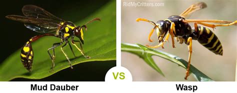 How to Get Rid of Mud Daubers (Mud Wasps) – RidMyCritters.com