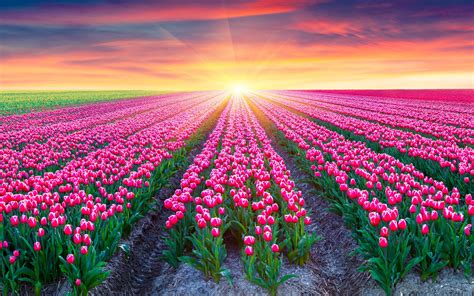 Download Wallpaper Tulips Field, Pink Tulips, Netherlands, Sunrise - High Resolution Flower ...