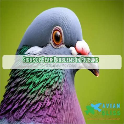 Pigeon Beak Need Treatment: Effective Care for Common Beak Issues