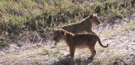 Cecil The Lion’s Grandkids Spotted On Sweetest Family Outing - The Dodo