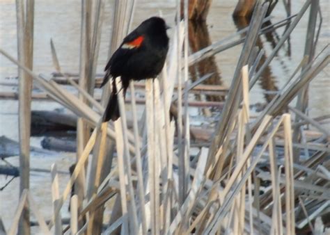 Indy Parks Nature Blog: Red-winged Blackbird Nest