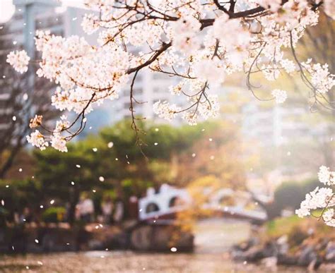 Korean Cherry Blossoms Wallpapers - Wallpaper Cave