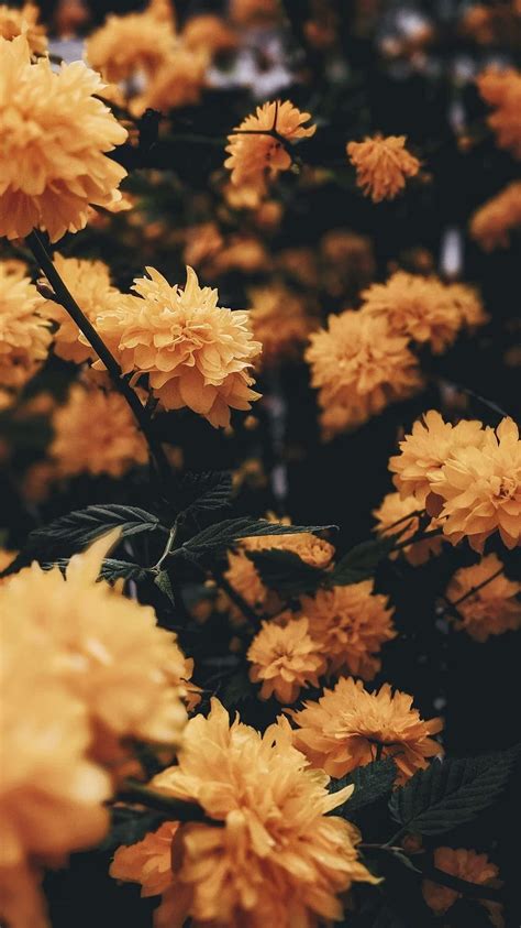 Gelb, Blumen, And Flowers - Aesthetic Yellow Flowers - - HD phone ...