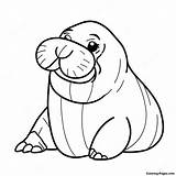 Walrus Coloring Page  Pagescom sketch template