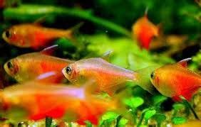 Flame Tetra: A Complete Guide to Care and Breeding