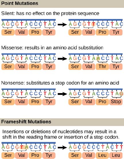 2.9: Mutations - Biology LibreTexts