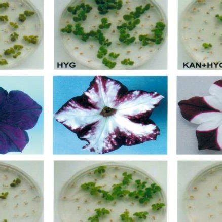 (PDF) Transgenic plants and applications