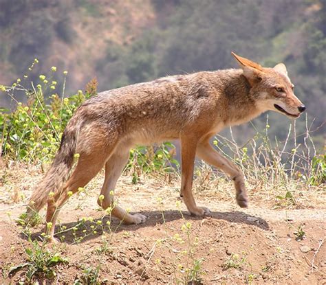 Coyote (Canis latrans) - Wiki; Image ONLY