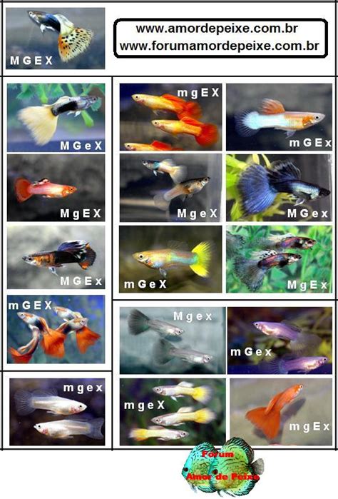 Guppy genetics chart