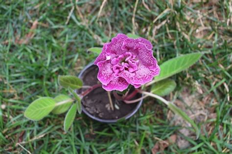 Premium Photo | A purple flower in a pot