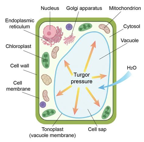 Cell Organelles and their Functions - Rs' Science