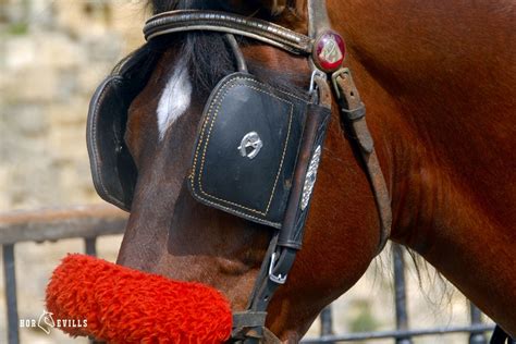 Horse Eye Covering: 5 Reasons Why People Cover Horse's Eyes