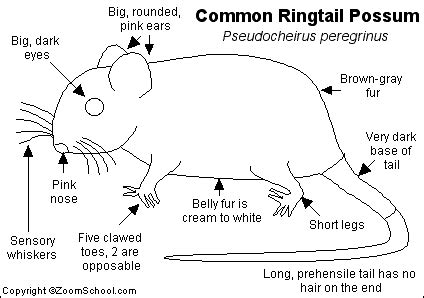 Ringtail Possum Printout- EnchantedLearning.com