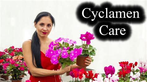 Cyclamen Plant Care | Indoor Growing Conditions | Tips - YouTube