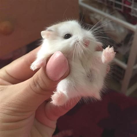 Pin by Heidi. on To Woof. | Cute baby animals, Cute little animals, Cute hamsters