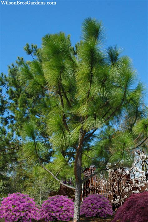 Buy Southern Yellow Long Leaf Pine (Pinus palustris) | FREE SHIPPING | Wilson Bros Gardens | 3 ...