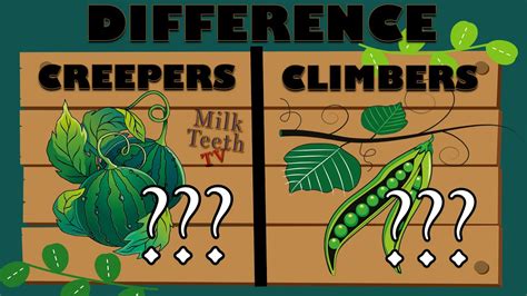 Difference between Climbers and Creepers explained with examples For Kids Grade 3 4 and 5 EVS ...