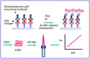 Detection of HIV-1 p24 antigen using streptavidin–biotin and gold ...