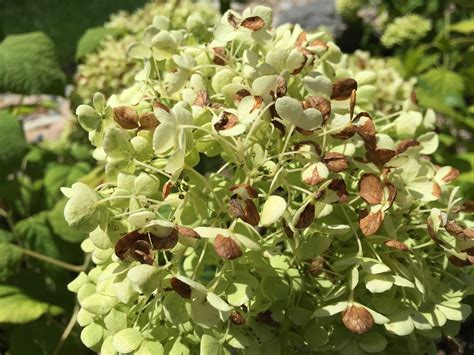 Burned Brown Sun Scorch on Annabelle Hydrangea [Backyard Neophyte Landscaping Blog]