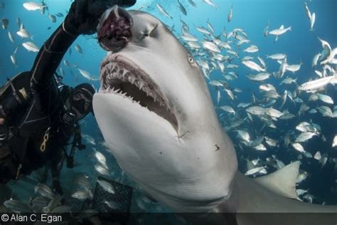 Photographing Shark Feeding and Predation