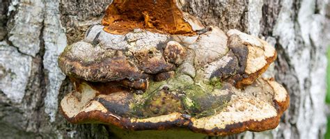 Chaga Mushroom Identification: What Tree Does Chaga Grow On? - Natures Rise