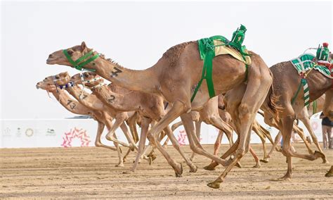 Camel racing festival in Saudi Arabia - Global Times