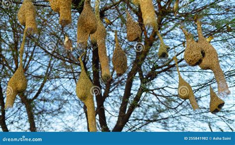 Baya Weaver are Best Known for Their Hanging Retort Shaped Nests Woven ...