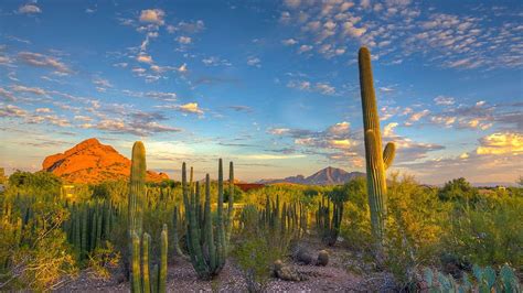 Sunset view of the Arizona desert with cacti, Arizona Cactus HD wallpaper | Pxfuel