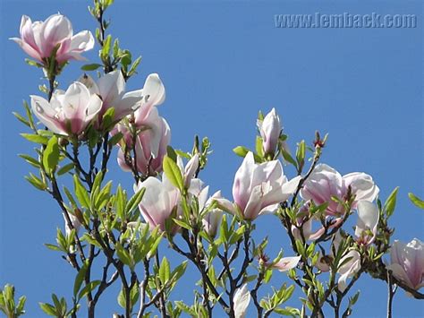 Purple Magnolia