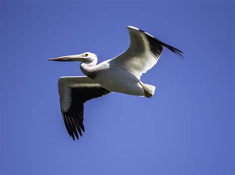 Pelican soaring high above the Marsh image - Free stock photo - Public ...