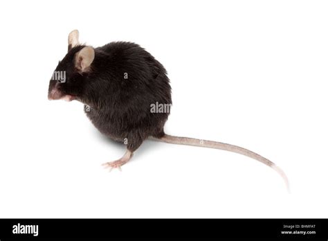 Fancy mouse hi-res stock photography and images - Alamy