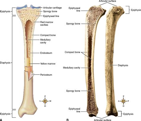 Skeletal Tissues | Basicmedical Key