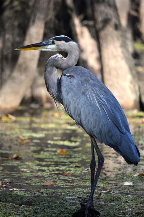 12 Amazing Wildlife Species That Call Louisiana Home | Heron ...